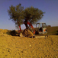 RASETTA SCAVI DI MATTIA RASETTA foto web 3