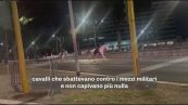 I cavalli imbizzarriti a Roma, la Procura indaga