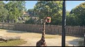 Docce e gelatoni, al Bioparco di Roma gli animali combattono il caldo