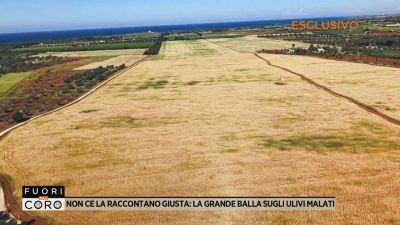Non ce la raccontano giusta: la grande balla sugli ulivi malati