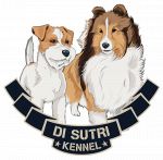 Di Sutri Kennel allevamento Shetland Sheepdog e Jack Russell terrier