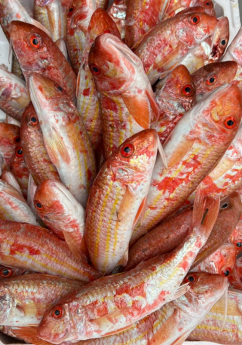 salamone fish di giuseppe salamone pescheria pesce fresco a porto empedocle agrigento