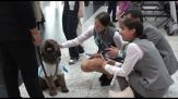 All'aeroporto di Istanbul cagnolini per alleviare lo stress dei passeggeri