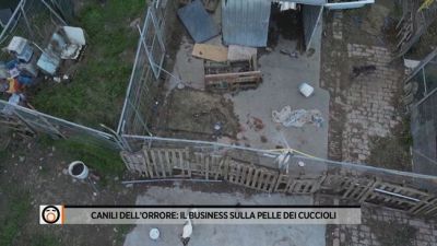 Canili dell'orrore: il business sulla pelle dei cuccioli