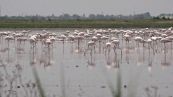 Clacson, fari, perfino cannoncini, sul delta del Po le ronde contro i fenicotteri