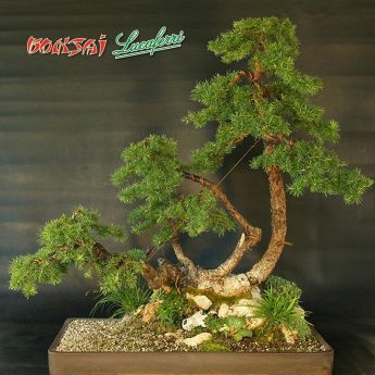 bonsai 7