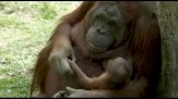 Allo zoo di Madrid nasce un orango del Borneo, specie in via estinzione