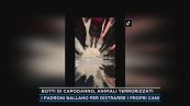 Botti di Capodanno, animali terrorizzati