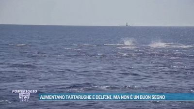 Aumentano tartarughe e delfini, ma non è un buon segno