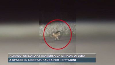 Alpago, un lupo attraversa la strada di sera