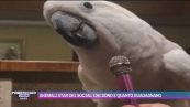 Animali star dei social: chi sono e quanto guadagnano