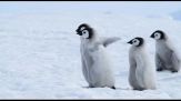 Wwf: pinguino imperatore "in pericolo", verso baratro estinzione