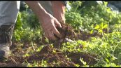 Agricoltori bio custodi della Terra: NaturaSì per giusto prezzo al cibo
