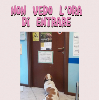 Ambulatorio veterinario, San Rocco, Eleonora Bonacina