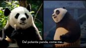 WWF con "Kung Fu Panda 4", per sensibilizzare sulle specie a rischio
