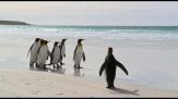 COP17, "Biodiversità, azioni insufficienti, serve cambiare passo"