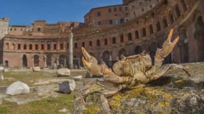 Non solo volpi e cinghiali, a Roma anche i "granchi giganti"