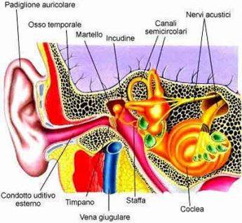 otorinolaringoiatria