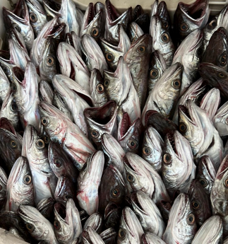 salamone fish di giuseppe salamone pescheria a porto empedocle agrigento