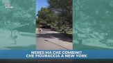 Neres, che figuraccia a Central Park