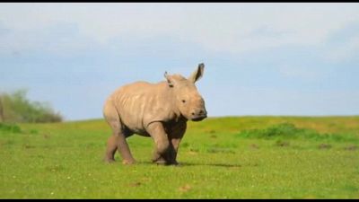 Splendido baby-rinoceronte nato nello zoo Whipsnade, a nord di Londra