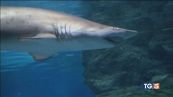 Terrore nel Mar Rosso squalo uccide italiano