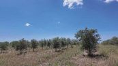 In Salento le razzie dei predoni degli ulivi resistenti alla Xylella