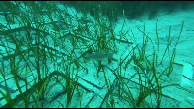 Terna, completato il trapianto di Posidonia oceanica a Terra Mala