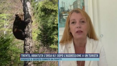 Abbattuta l'orsa KJ1, l'intervento di Michela Vittoria Brambilla