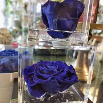 IL GIARDINO rose blu