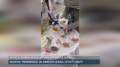 Pepe e Nanà, oggi sposi...sono 2 cani
