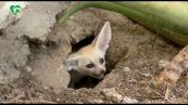 Al Bioparco di Roma nati cinque teneri fennec, i canidi più piccoli