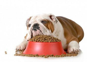 NEW POWER FOOD Alimenti per cani