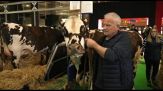Francia, la mucca Oreillette arriva al Salon de l'Agriculture