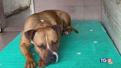 Stop cani abbandonati! 385 mila senza padrone