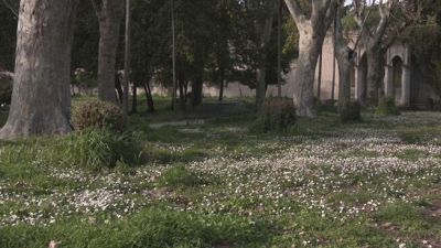 Aumentano le allergia di primavera, ne soffrono in milioni