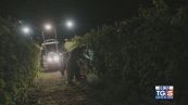 Gusto di Vino - La vendemmia notturna del Ruché