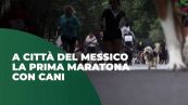 A Città del Messico la prima maratona con cani