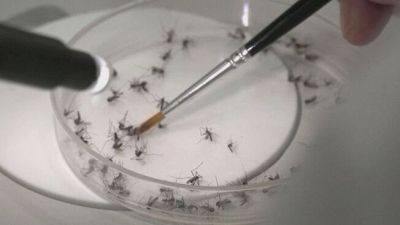 Ogni settimana 90mila zanzare-tigre vengono spedite da Miami a Roma