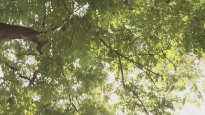 Milano, la giunta green di Sala vuole tagliare gli alberi secolari