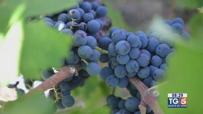 Gusto di Vino: la cultura del vino