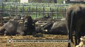 La strage delle bufale sane: "Hanno distrutto le nostre stalle"