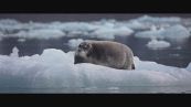 Guarda la clip da "Kina e Yuk alla scoperta del mondo"