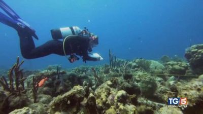 Il mare è bollente alberi salva città