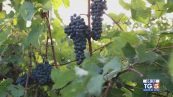 Gusto Di Vino: tempo di bilanci per le vendemmie anticipate