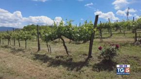 Gusto diVino: lo Chardonnay