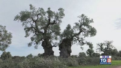 Gusto di Vino: olio extravergine italiano