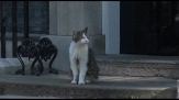 Crisi Starmer, summit a Downing Street: il gatto Larry imperturbabile