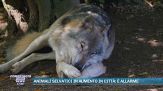 Animali selvatici in aumento in città: è allarme