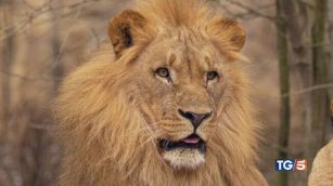 Un re in pericolo leoni da salvare